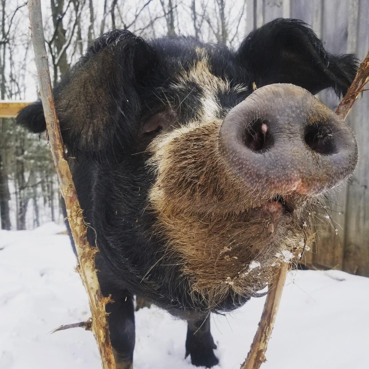Penny Lane Farm Sanctuary tweet media