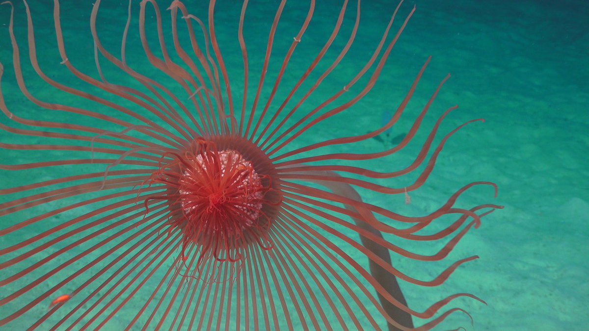 Hydroids are related to corals and jellies. Most  #hydroids are tiny and live in colonies, but Branchiocerianthus is a spectacular solitary giant – a master of  #SocialDistancing. View deep-sea footage from  @SchmidtOcean's ROV dive here:   #CreatureFeature