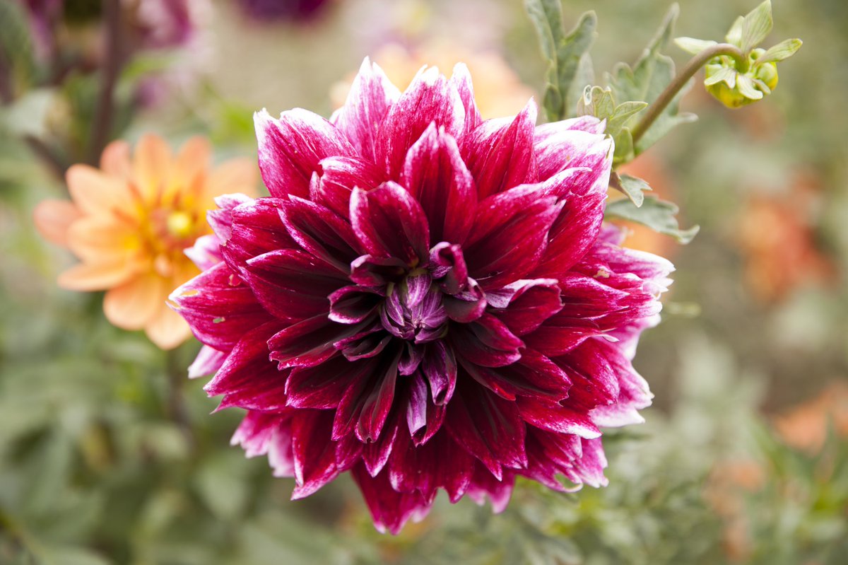 Allison Inn & Spa tweet media