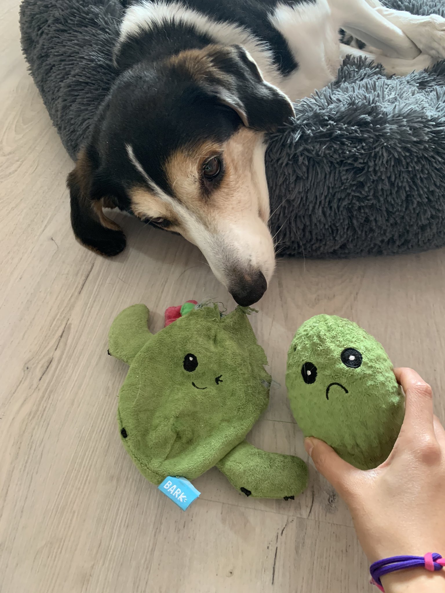 happy cactus sad cactus dog toy