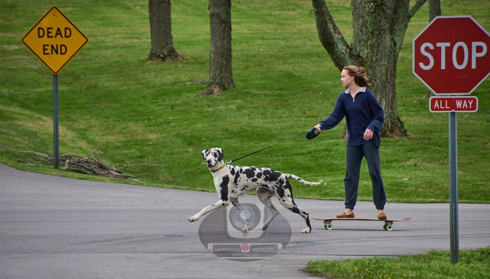 AllTennSports's tweet photo. A fun photo seen on my walk through my Brentwood neighborhood today.  A young lady skate boarding powered by her Dog-O-Matic. https://t.co/7j7koH73nX