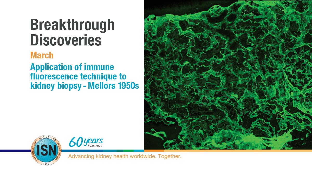  Application of immune fluorescence technique to kidney biopsy – Mellors 1950s https://www.theisn.org/60th-anniversary/breakthrough-discoveries/breakthroughs-in-march/application-of-immune-fluorescence-technique-menu  #ISN60years