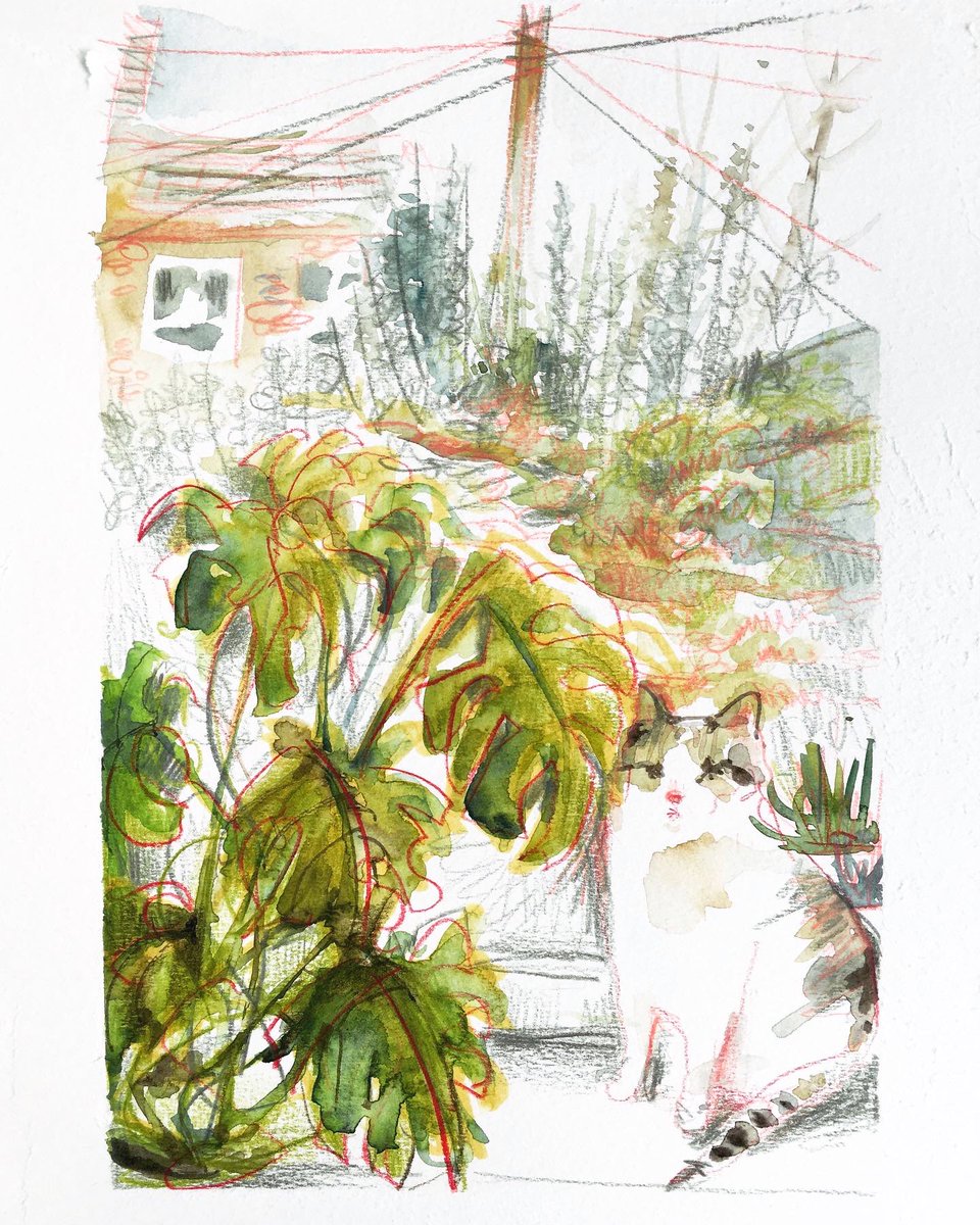 Self isolation drawings. No.1 Ernie #SelfIsolation  #selfisolationart #drawingathome #lockdownart #uskathome #urbansketchers #CatsOfTwitter #catdrawing #catart #catsandplants #houseplantclub