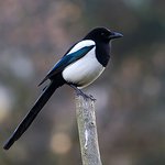 Photo by Fantasy Birding (@BirdingFantasy)