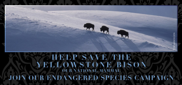 Help protect and restore an endangered, migratory species: America’s last #bison in the wild, roaming free on the land of their birthright. buffalofieldcampaign.org/endangered-bis… @BFC_WildBison