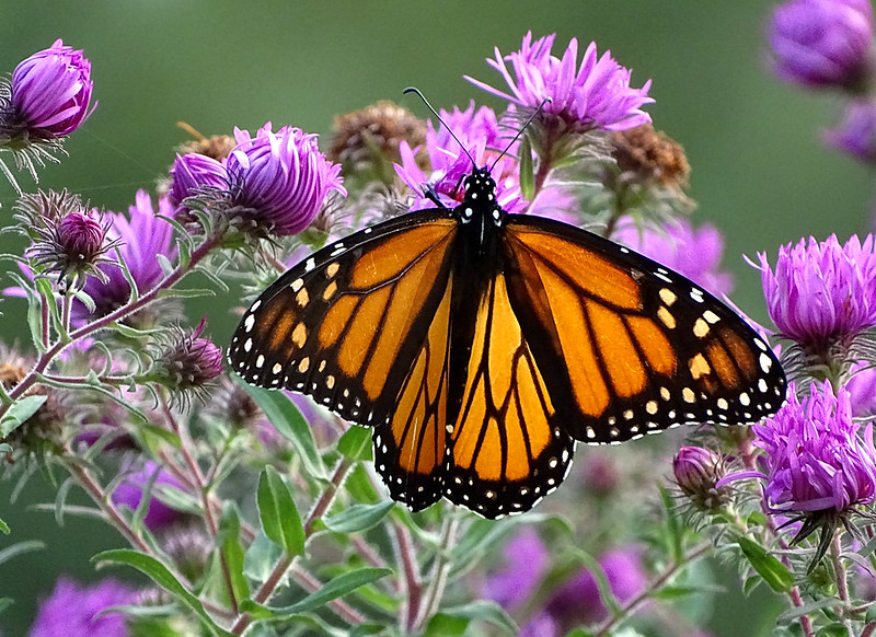 Erik Schlitt On Twitter My Daughter S Name Is Harper Schlitt Her Birthday Is Today March 25th And Her Favorite Things At The Detroit Zoo Is The Butterfly House She Loves The Beautiful