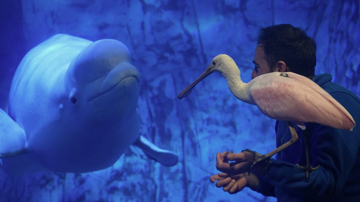 Oceanogràfic València tweet media