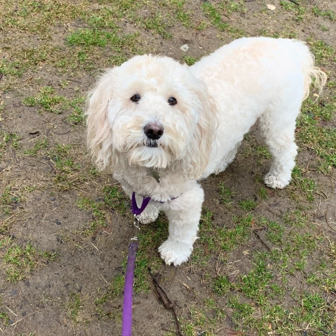 lukedogwalker's tweet photo. Nora wishes you a happy end of the day! #goldendoodle #maythepawsbewithyou #lukedogwalker #dogwalkeruws #happydog #uws #doggy #doggo #furbaby #dogcity  #puppy #puppylover #ilovedogs #sweet #whatabeauty #nycitydog #sweetdoggo #endoftheday #cutedog #cutepic #dogsofinstagram https://t.co/K7aqKtC2V0