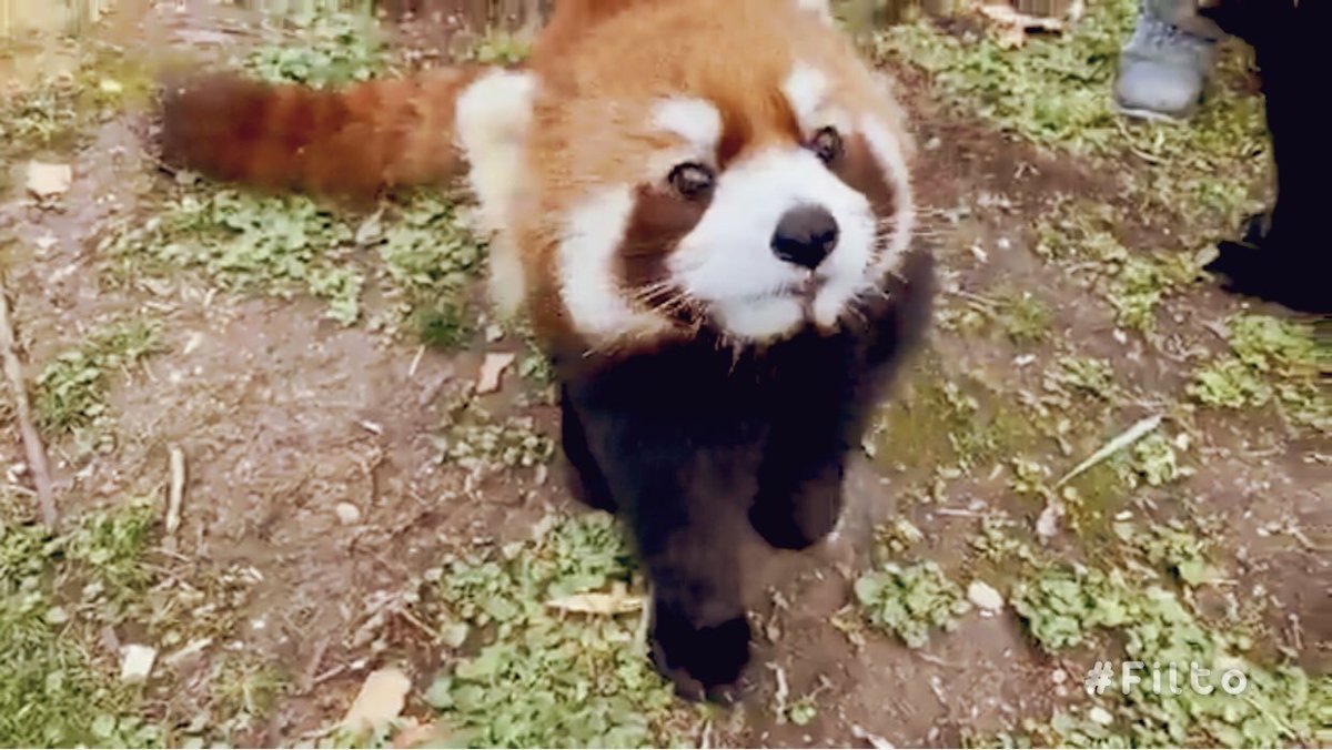JoJobardell613's tweet photo. Colby &amp; I learned a little more about Red Pandas on a virtual  field trip to the @CincinnatiZoo via Facebook live. #BDNstayingconnected #learningfromhome https://t.co/USfi6tdgDl