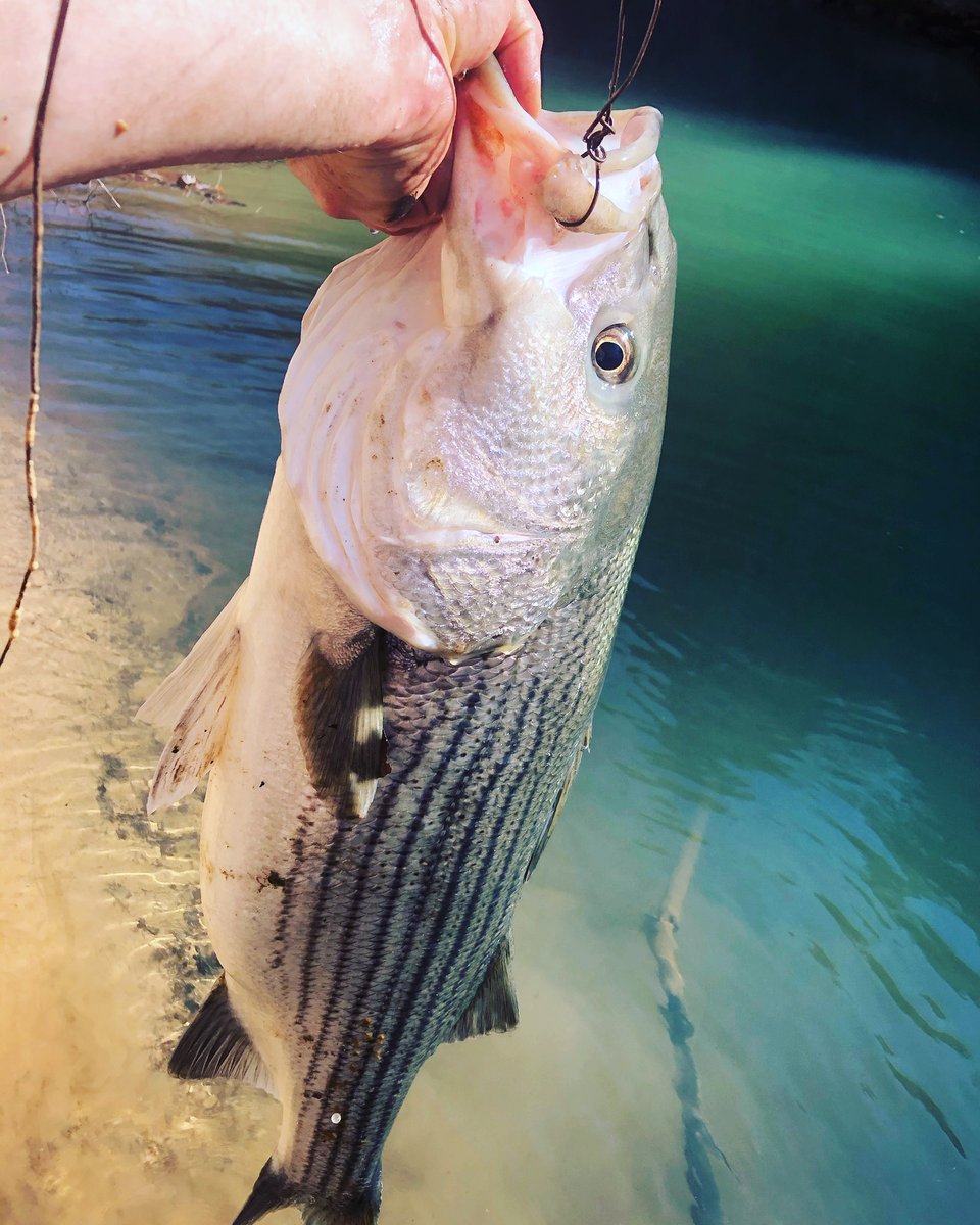 BaitMommas's tweet photo. Nice catch!! #mommasbaitandtackle #dodgecity #livebait #alabama https://t.co/yKXbCFvoYr