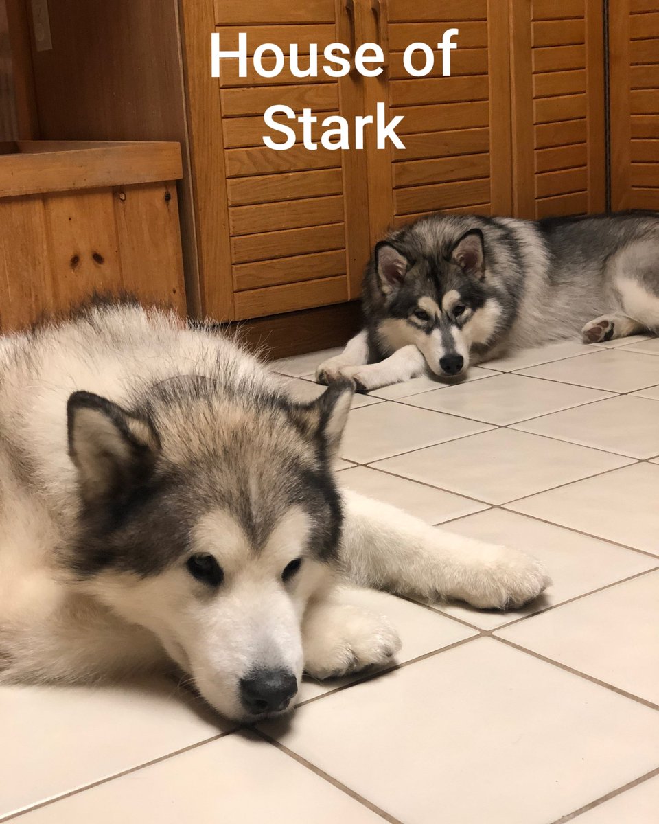 sotcvp's tweet photo. @dog_rates We're so bored but we have to do our civic duty. No training for mom today. https://t.co/pdVYWt032d