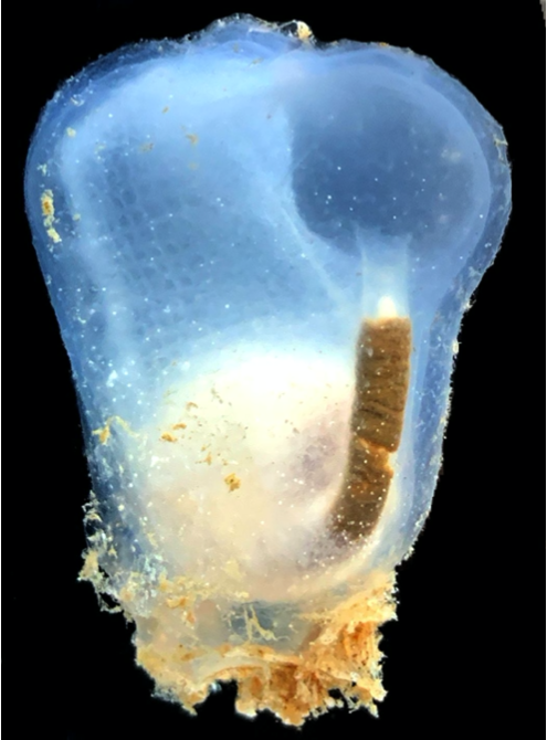 Whitney_Lab's tweet photo. @MelissaDeBiasse and #RyanLab publish "Inferring tunicate relationships and the evolution of the tunicate Hox cluster with the genome of Corella inflata" in @GenomeBiolEvol with #DavidsonLab @swarthmore https://t.co/4Tvr4GqJng