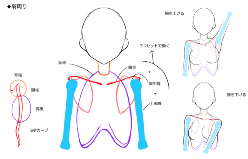 お絵かき講座パルミー 春割開催中 En Twitter 女の子の上半身のポイント 腕の上げ下げの際は鎖骨と肩甲骨も連動します ง W ว グリングリン T Co B1hgbocc8s T Co Ynz5libfhr Twitter お絵かき講座パルミー 春割開催中 En Twitter 女の子の上半身のポイント 腕の上げ下げの際は鎖骨と肩甲骨も連動します ง W ว グリングリン T Co B1hgbocc8s T Co Ynz5libfhr Twitter