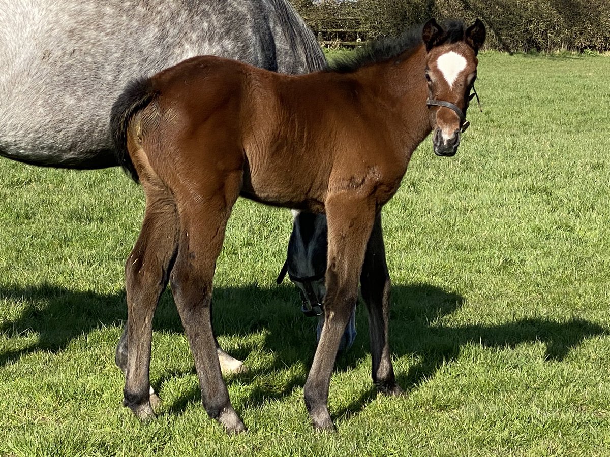 dredvers's tweet photo. Meet some sunshine babies ⁦@Tweenhills⁩ Churchill F ex Rosies Premiere, Roaring Lion F ex Quiza Quiza Quiza and Tonto the RL colt ex Gadfly!! https://t.co/CTVAOOQwtO