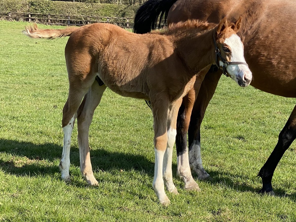 dredvers's tweet photo. Meet some sunshine babies ⁦@Tweenhills⁩ Churchill F ex Rosies Premiere, Roaring Lion F ex Quiza Quiza Quiza and Tonto the RL colt ex Gadfly!! https://t.co/CTVAOOQwtO