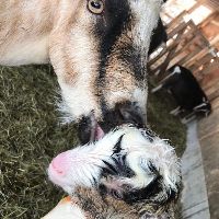 We Persist! Next Pickups/Deliveries on Sunday, March 29 - mailchi.mp/0fd1b4494ec9/w…