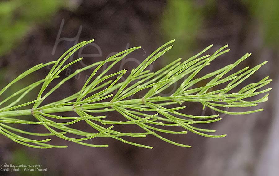 Des millions de français sont concernés par des douleurs articulaires ponctuelles ou les différentes formes de rhumatismes. 
Voici une sélection de 6 plantes pour votre confort articulaire sur notre blog: ow.ly/kxHC50yUgdt

#Herbiolys #bio #phytothérapie #gemmothérapie
