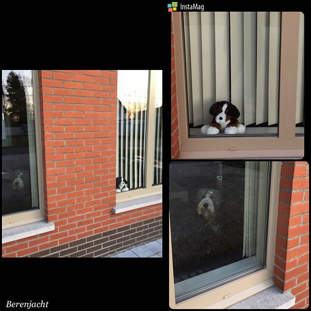 Dreamdog tweet media