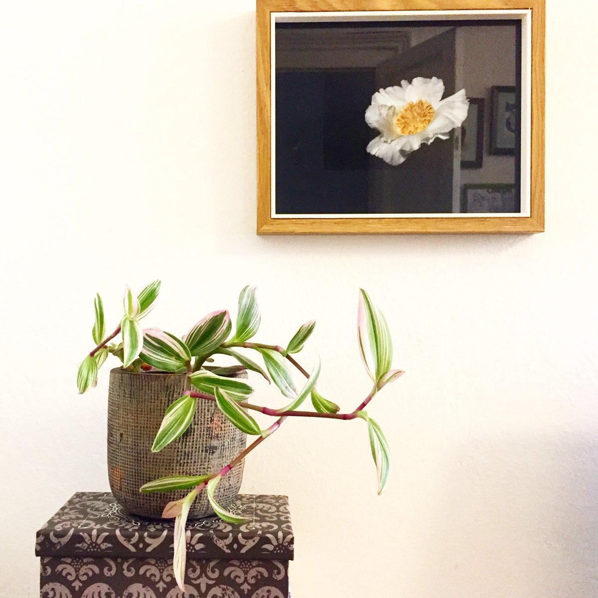 home 🌱 nature #iorestoacasa #andratuttobene #athome #smartnature #smartworking #nature #milano #milanese #amomilano #resilience #loveyourself #greenery #urbanjungle #spring #everhappy #simplelife #mylife