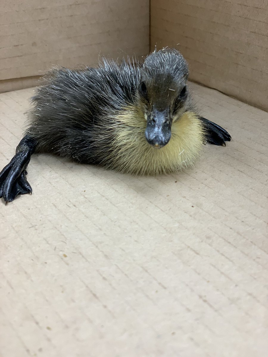Diamond_FFA's tweet photo. Our last critter hatched today! https://t.co/DT2zRnNu6l