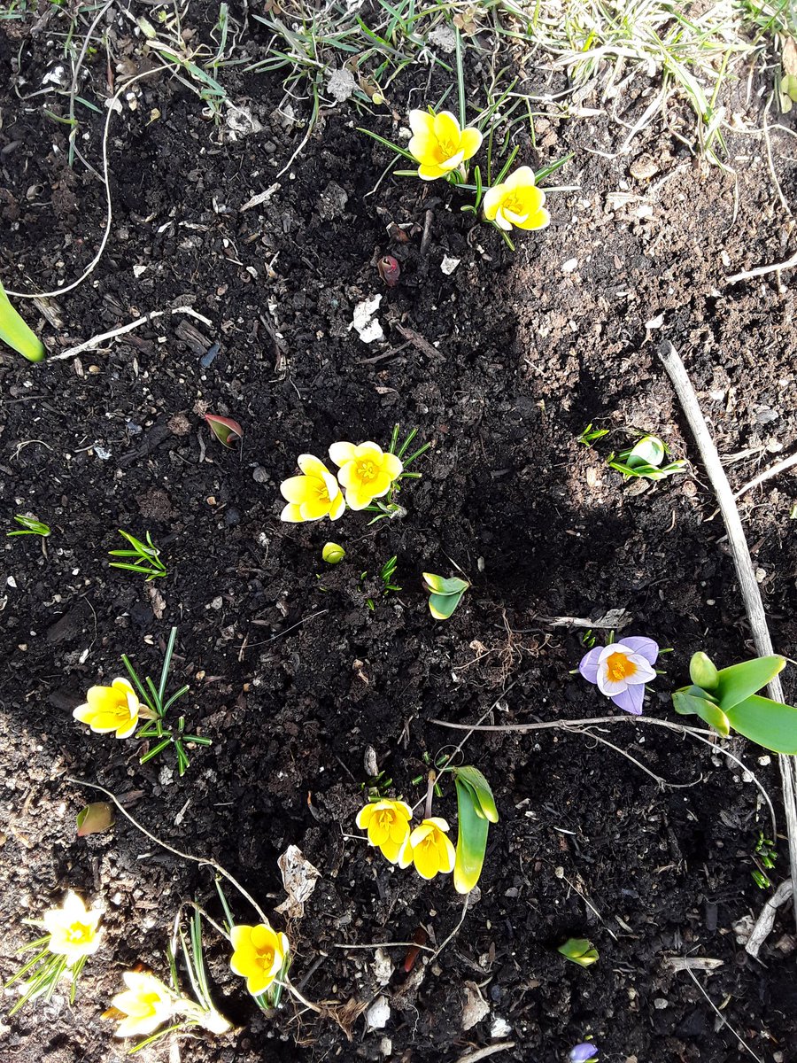 I wish I planted more snowdrops