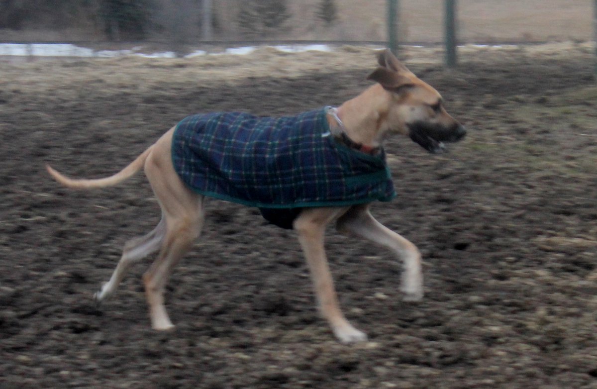 Prospect Equine  tweet media