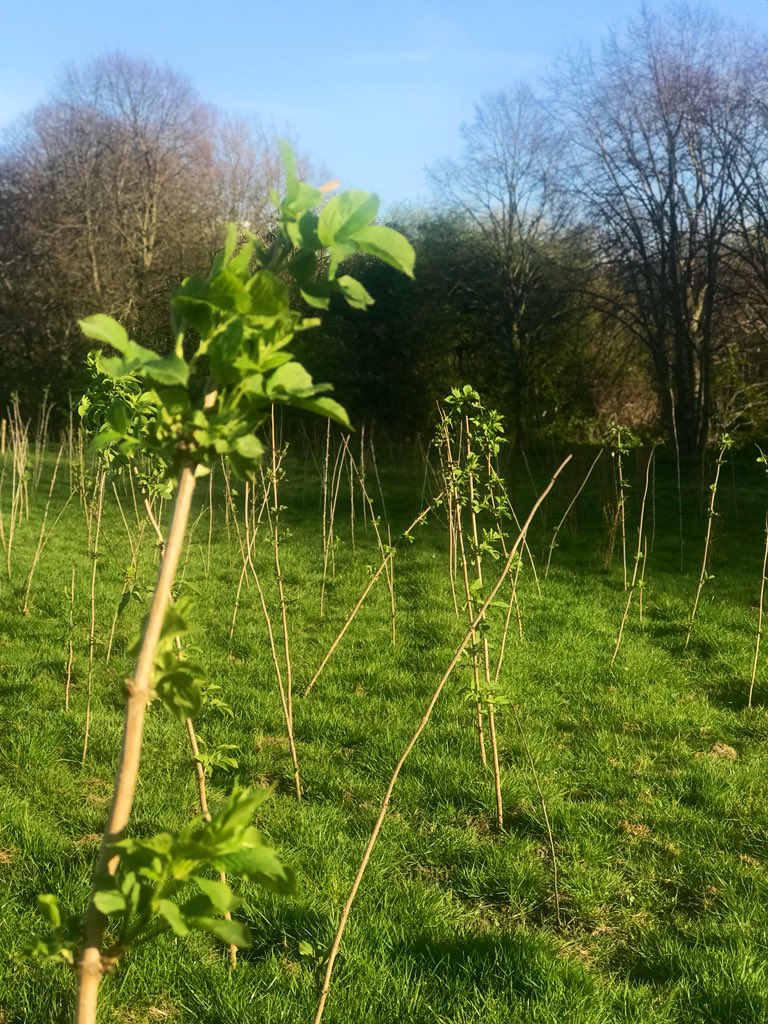 momtazbh's tweet photo. 🌲 Been for my daily walk and checked up on the trees 800 of us volunteers planted in November with @TreesforCities &amp; @NewhamLondon they are thriving but not sure why there’s a fire escape amongst them 😀 https://t.co/FX1CQhgFGt