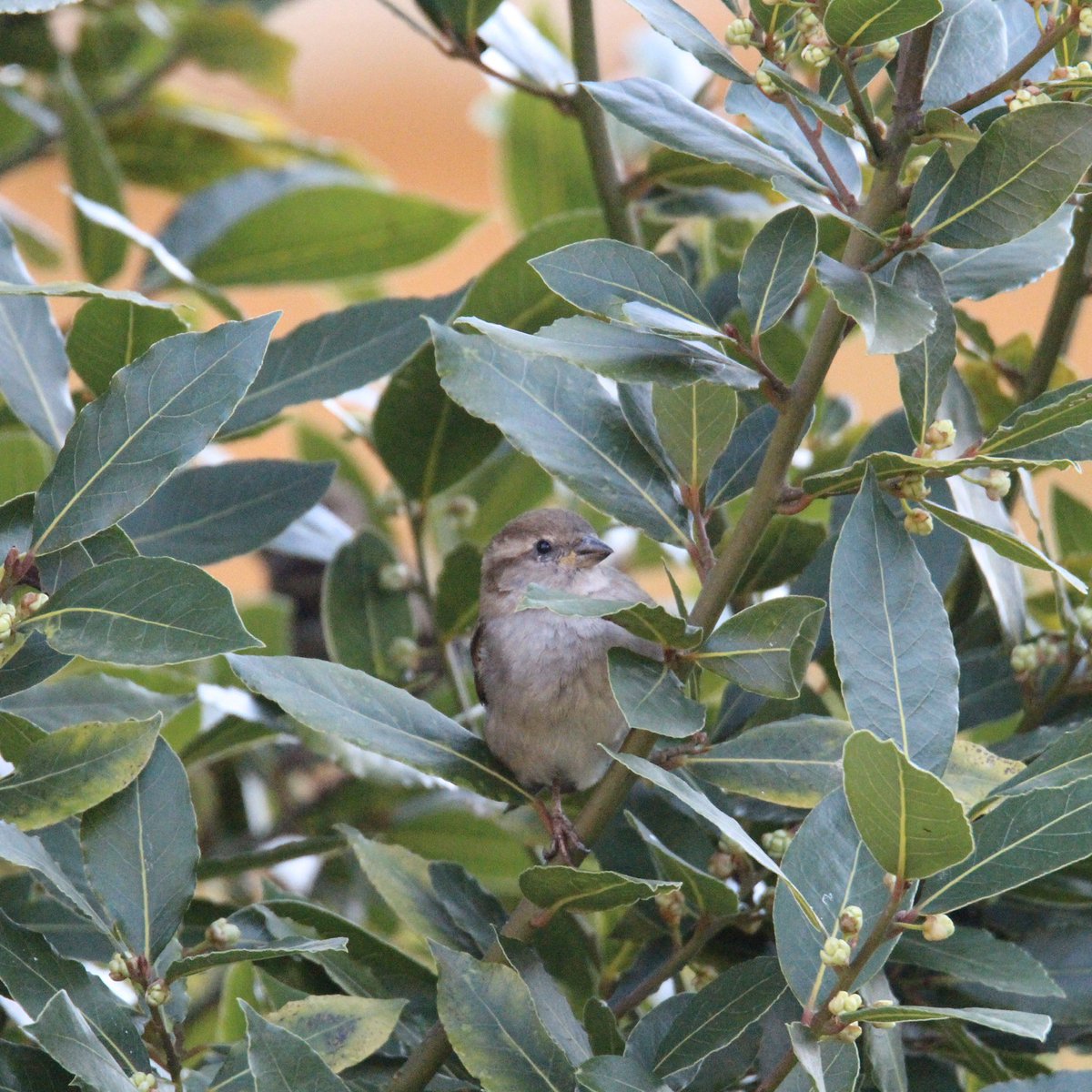 Day two. Male House SparrowFemale House Sparrow PigeonMagpie  #GardenWildlife  #QuarantineWildlife  #WildlifePhotography
