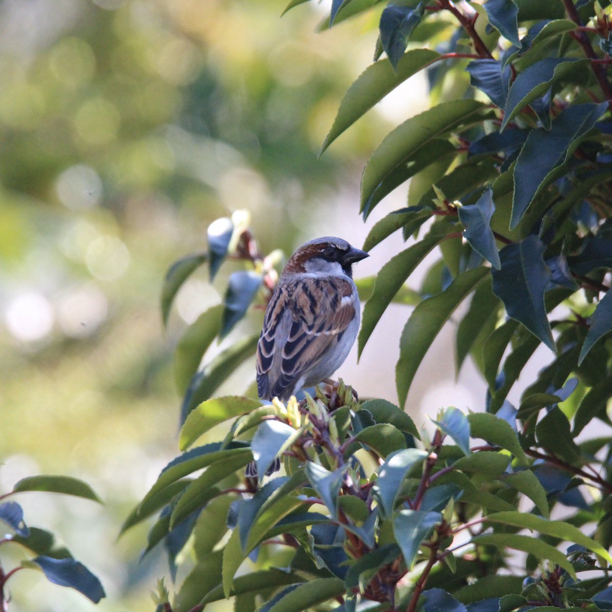 Day two. Male House SparrowFemale House Sparrow PigeonMagpie  #GardenWildlife  #QuarantineWildlife  #WildlifePhotography