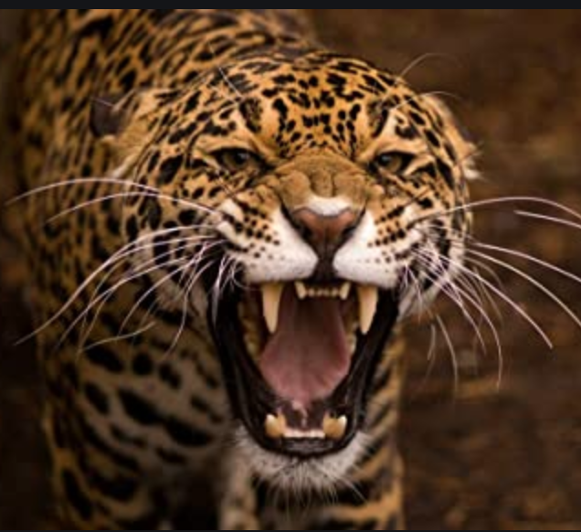 TD4Leopards's tweet photo. Class of 22 wins their first Leopard Home Workout Challenge! https://t.co/UMyK45xT21