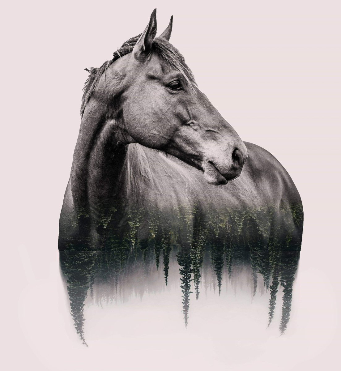 torijada6's tweet image. How awesome is this?! He’s looking like a majestic beast! #SmartTransition #ottb