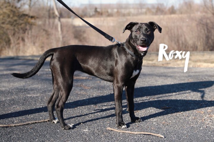 FpoPets's tweet photo. Roxy is a 7 month old Lab mix on the petite size. She’s shy at first but warms up quickly! She doesn’t mind crates and will sleep in one. Would you be her cuddle buddy😊? https://t.co/GQFjAAnrnf #fosterpetoutreach #fpopets #fpocrew #pupsofpeoria https://t.co/T81OyselN4