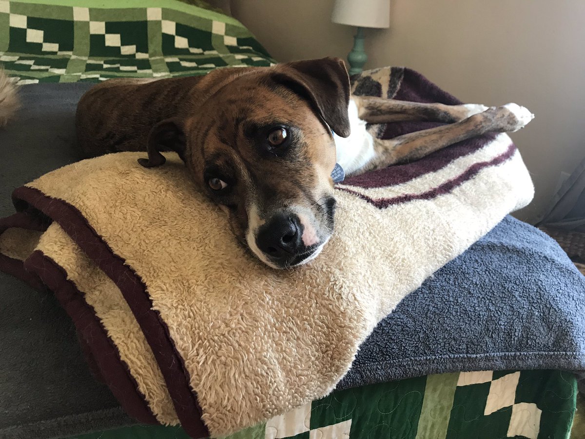 Matt_Kroschel's tweet photo. 3 years ago today, we were celebrating #BreckPride and it was Harvey’s first public appearance after adopting him from a rescue. Can’t wait for life to get back to normal.
I miss you all. 😘#DoingMyPartCO #colorado #pride #breckenridge https://t.co/NhYgsiOAVe