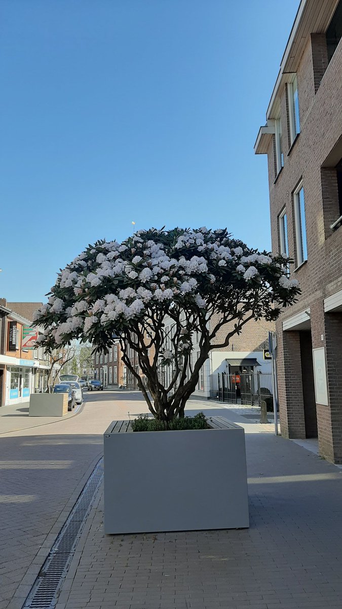 TreeportZundert's tweet photo. .... en ondertussen staat de Rhododendron in de Molenstraat in Zundert de show te stelen. Mooi project waaraan onze #Treeport leden hebben meegewerkt. https://t.co/443YLqzgXX