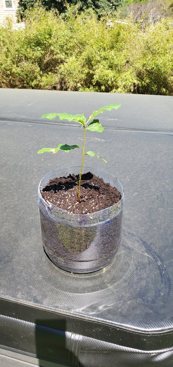 Today, I moved the 10-inch tall seedling to it's new temporary home. I talked to an arborist and following his advice, will put it in the ground this fall. Yes, I drilled holes in the bottom for drainage. Really looking forward to a day when this tree is taller than me.