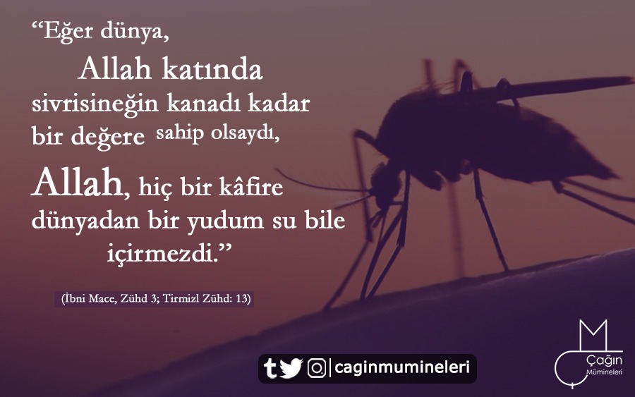 Fohisha bilan jinsiy aloqada bolgan fohisha fotosuratlari