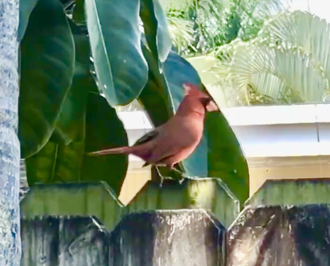 The Cardinals are playing in my back yard today, even though coronavirus delayed the Major League Season (opening day should have been tomorrow)! 😷⚾️