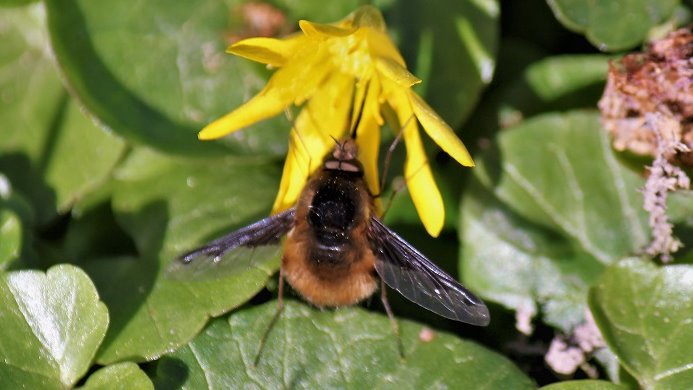 Großer Wollschweber (Bombylius Major) nascht am Scharbockskraut im Naturschaugarten #Mainz #Bretzenheim. Näheres dazu: naturschaugarten.de