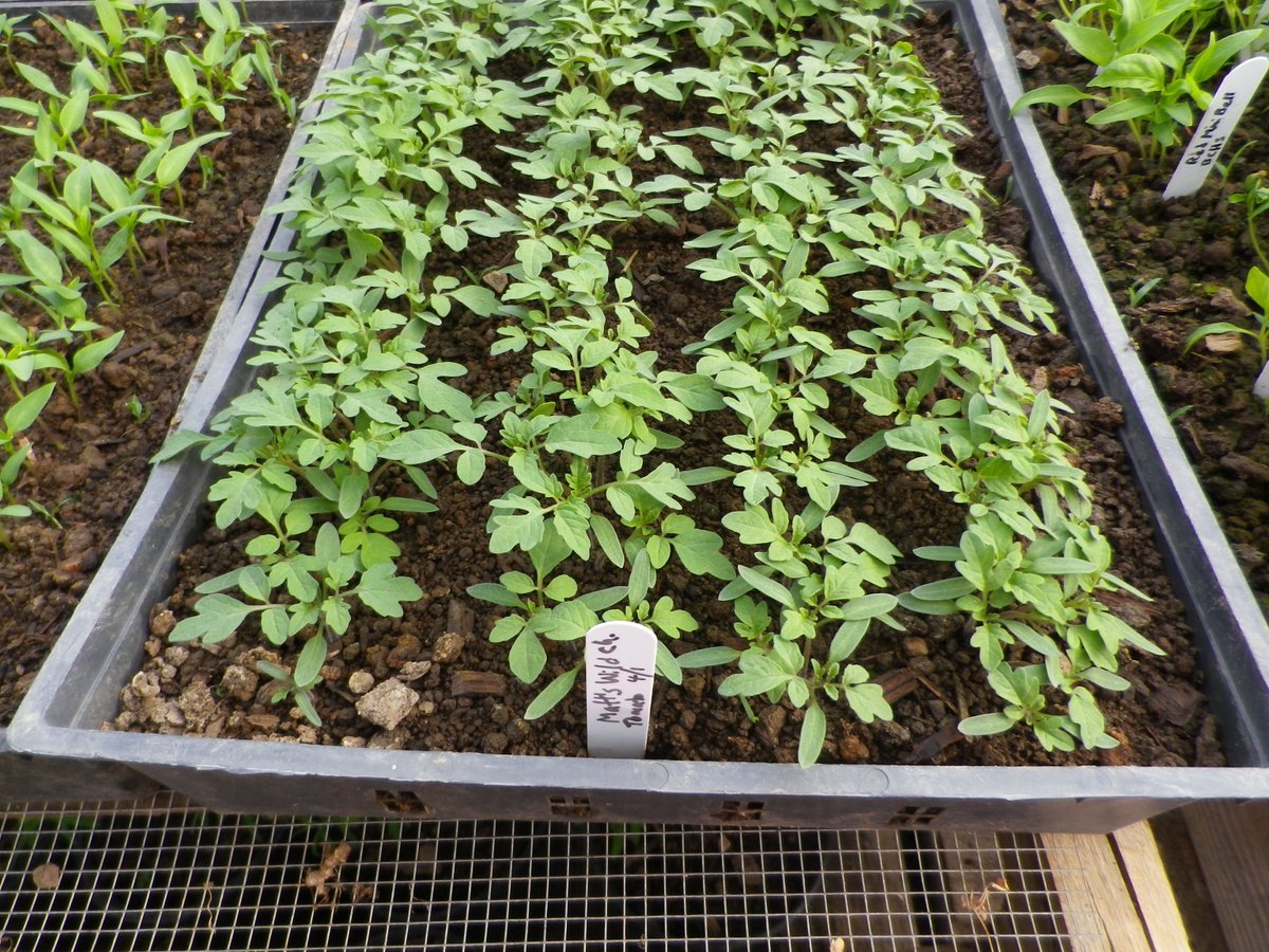 VABFarming's tweet photo. VABF March Newsletter

https://t.co/tJtBCQqsBu https://t.co/UmZauZWSPa