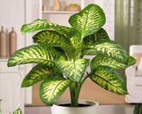 guiaverdecom's tweet photo. Aprovecha que estás en casa para conocer mejor tus #PlantasdeInterior..Identifica en la #GuíadePlantas de #GuíaVerde cuál es la tuya y descúbrela. Hay más de 140 variedades. 
➡ https://t.co/8Uf1wZxUAE   
#AhoraFloresyPlantas  #yomequedoencasa #plantas https://t.co/MMxSHufm1S