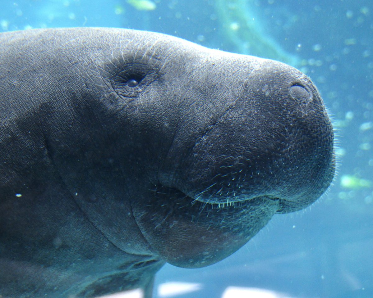 Many of our Florida properties have manatees as their gentle giant neighbors. So, today, we are wishing them a Happy #ManateeAppreciationDay! Join us in doing so and send us your pictures of them out and about on your previous adventures!