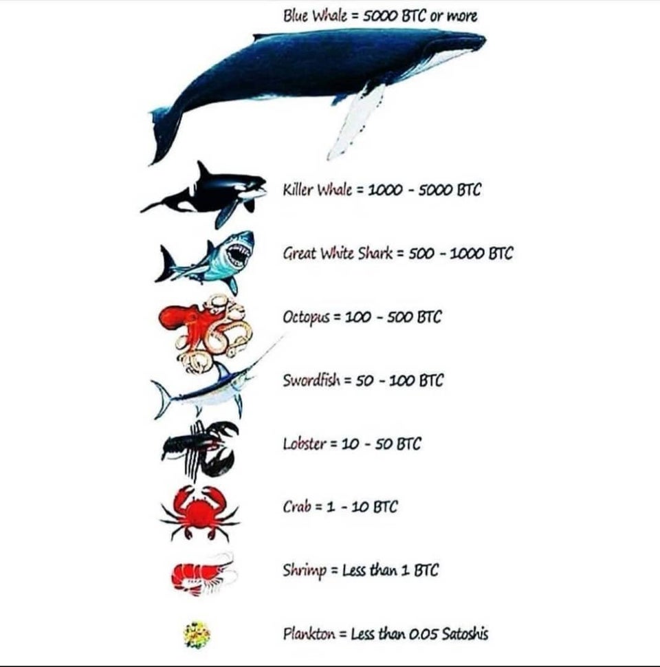 And who are you? 😂 Blue whale or plankton? #BTC