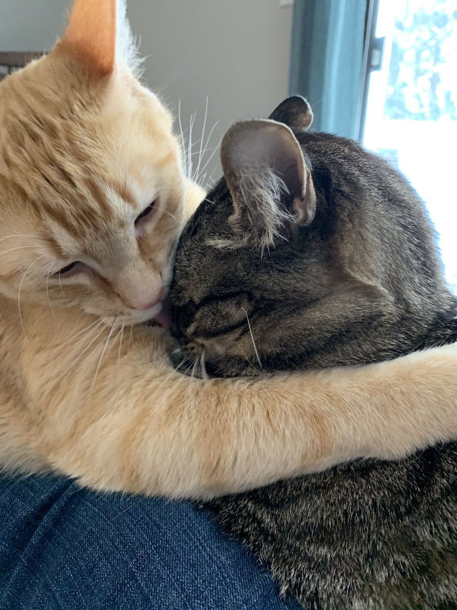 Cat picture of the day March 25: Brotherly love.