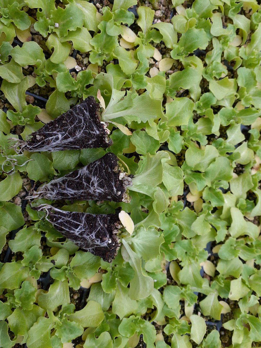 #fide #marul #tarim #uretim 
Siz isteyin Biz Üretelim