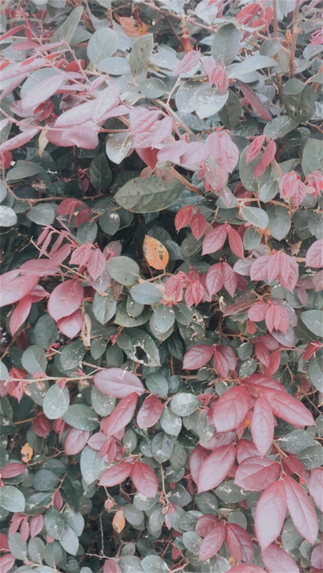 EmmalynGilbreth's tweet photo. @MsFrisbeeBHS @BlythewoodHigh I think this is a really beautiful example of variation of plants https://t.co/o3cgnsgmDZ