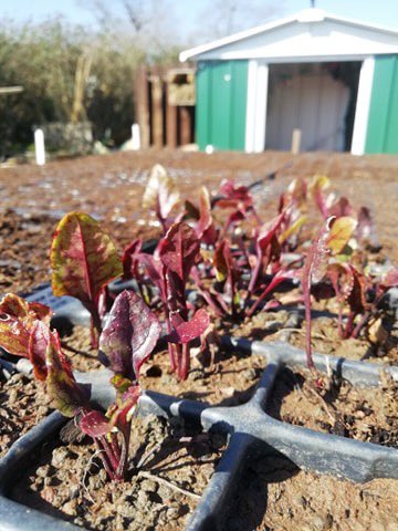 EdibleBristol's tweet photo. Stepping up our food production in both Avonmouth and Speedwell this week, where we’ll be feeding the communities around us. Plus look out for educational resources online at https://t.co/6cgBJWDLRR! We’ll support you to grow your garden..... https://t.co/88dqGhkTn7
