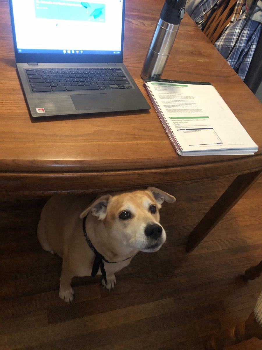 My home work space, with my own personal mighty mutt to keep me company! <a href="/MenloParkSchool/">MenloPark ES</a> #ShineBrightEdison #MenloSpirit