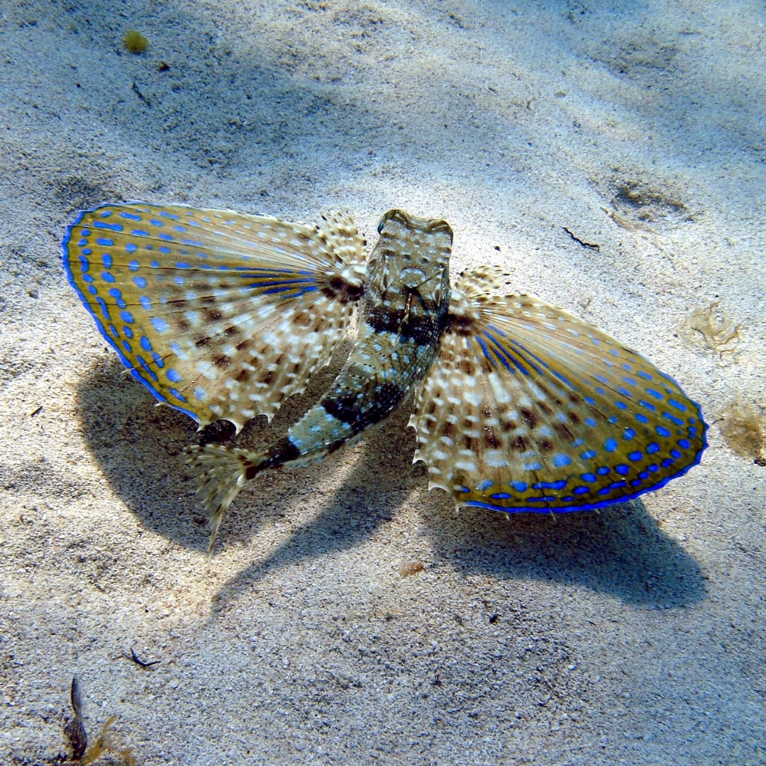 scubamallorca's tweet photo. Bucear es como volar sabiendo que no vas a caer. Sólo tienes que provar algo nuevo para abrir bien tus alas 😉

#trydiving #scubamallorca #scuba #diving #scubadiving  #scubagram #divebase #PADIdivers #mallorca #puertodepollensa #pollensa #mediterranean #balears #scubajunkies https://t.co/Y9KrqPEKf9