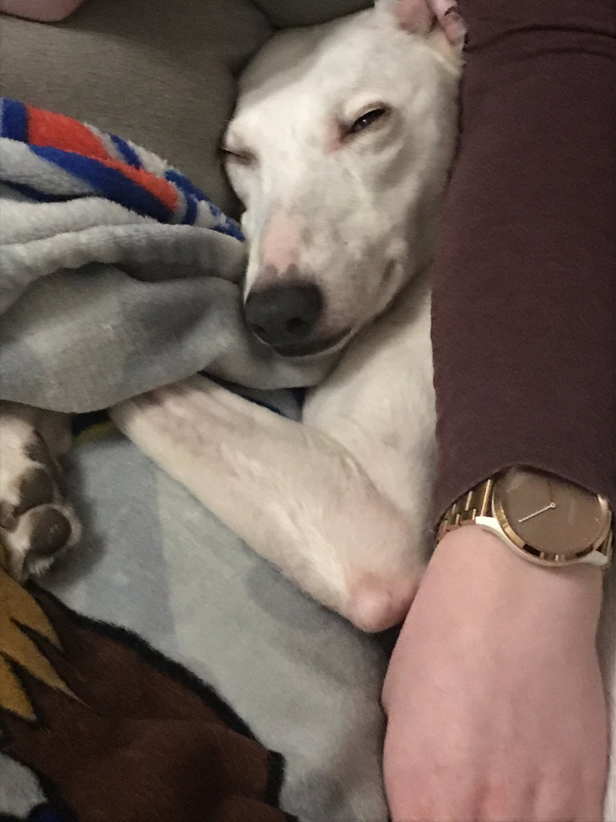 Samanthrax159's tweet photo. @PetsatHome hi, I know you’re open for essentials at the moment so wanted to check that I can still buy a harness for my dog as unfortunately his broke yesterday so I’ve not been able to walk him today! 🙁 https://t.co/0IvV5sGPgk