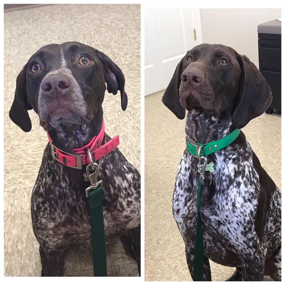 MrsGrimesFirst's tweet photo. Pepper and Chief. We call them the terrible two!  @19Chr1stine  @oakhill2172 https://t.co/4cTkLc9y4d